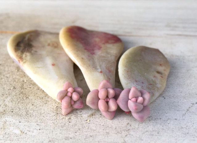 朧月の画像 by ぽかぽかなおさん｜かわいいと多肉植物 (2015月11月26日)｜みどりでつながる?GreenSnap