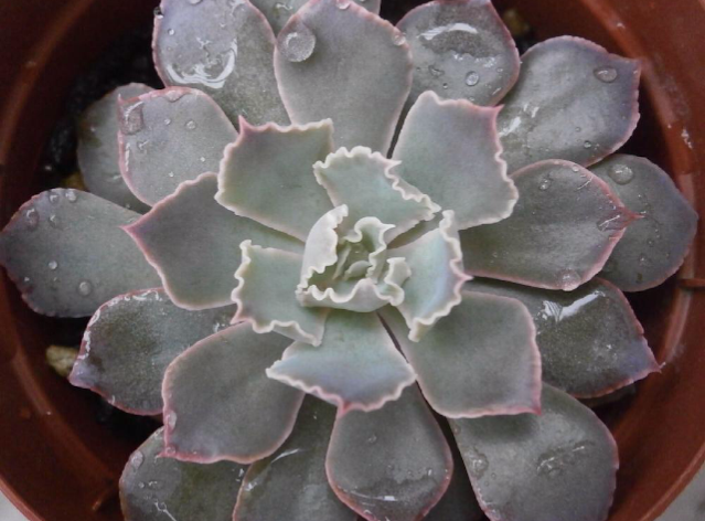 ピンクフリルの画像 by yonamiさん｜フリルと多肉植物と狭いベランダと今日の一枚 (2015月10月17日)｜みどりでつながる?GreenSnap