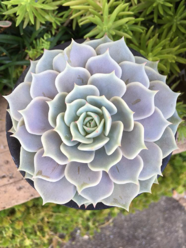 ローラの画像 by spicemamさん｜成長記録と多肉植物 (2015月11月8日)｜みどりでつながる?GreenSnap