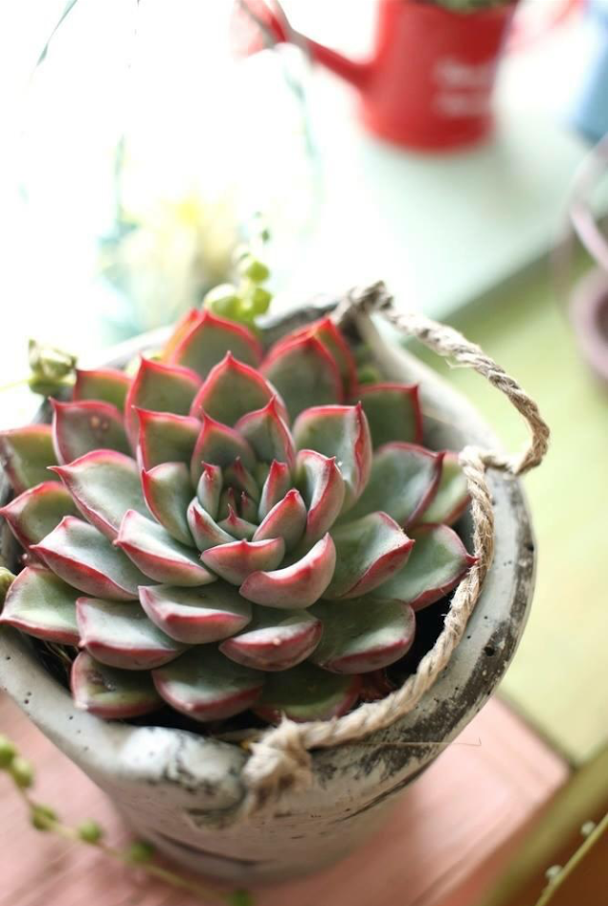 花うららの画像 by えみちんさん｜花芽と冬を楽しむと冬に負けない！ (2016月1月25日)｜みどりでつながる?GreenSnap