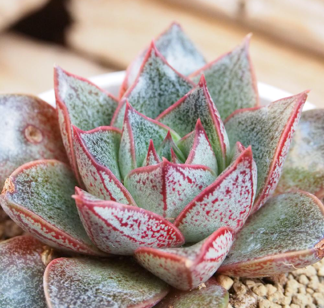 大和錦の画像 by Tenさん｜purporeumとエケベリア属と購入記録と多肉植物と新春の多肉狩りとTen'sエケ (2016月1月12日)｜みどりでつながる?GreenSnap