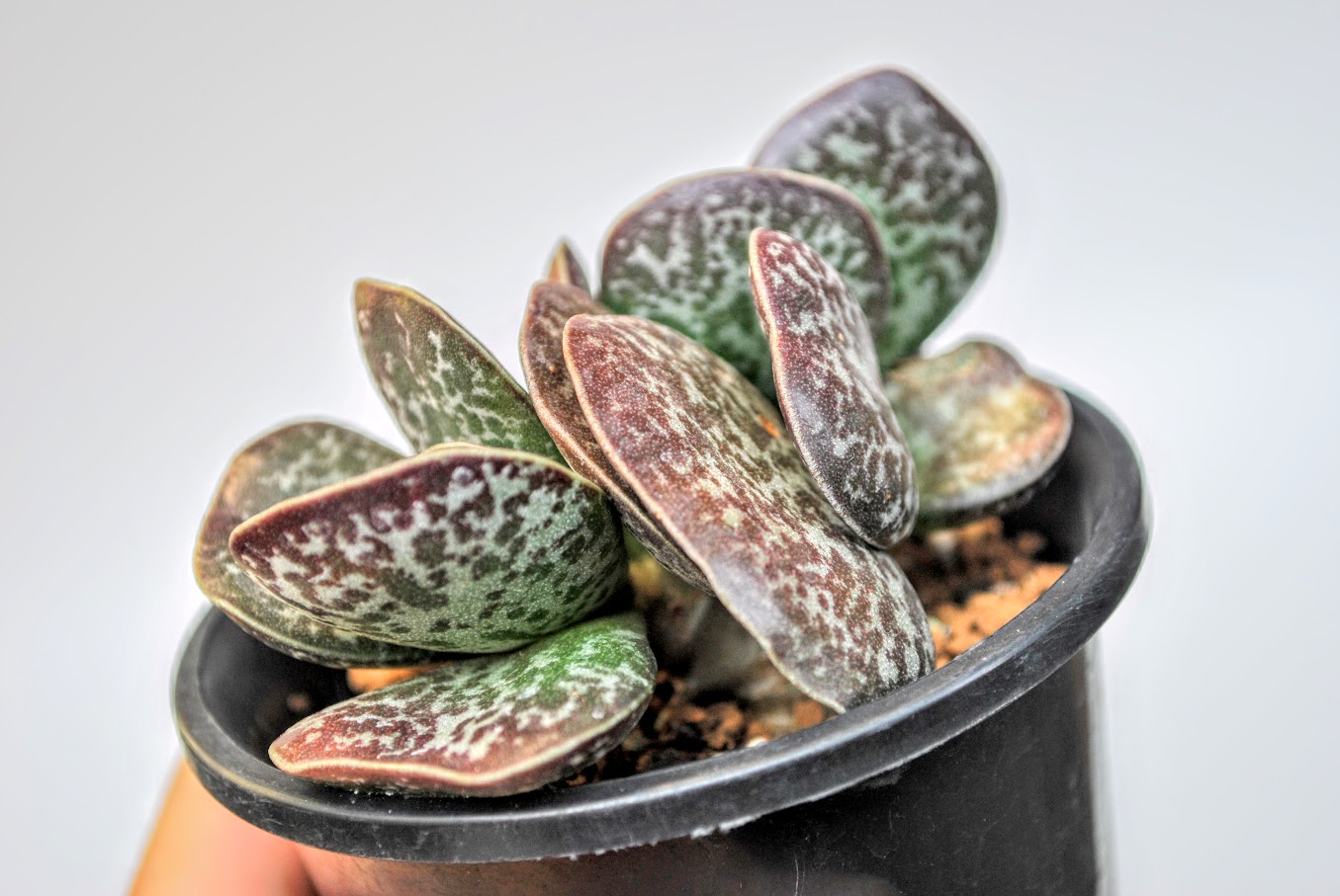 初心者にオススメ！自称Adromischus Loverの選ぶ栽培しやすい