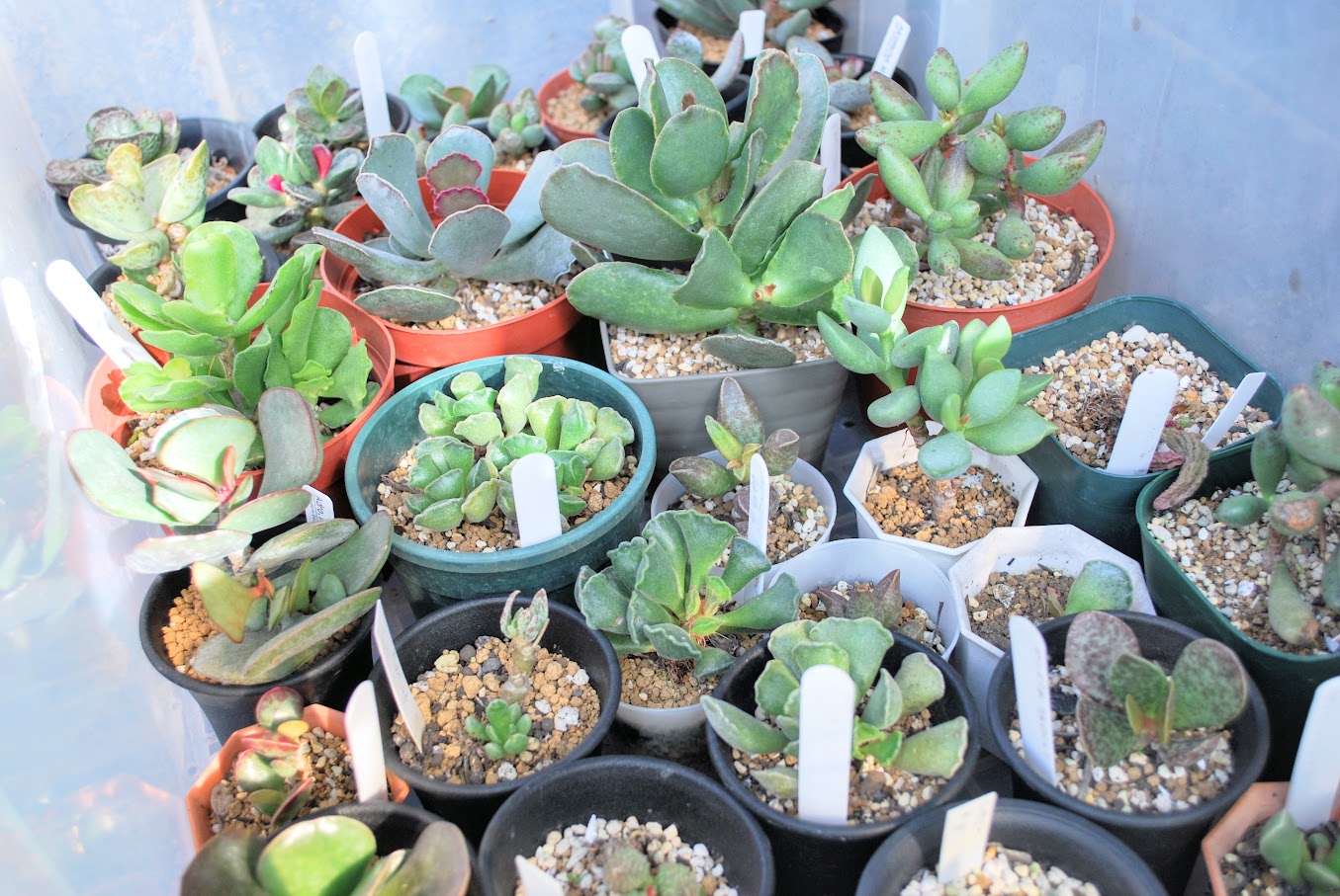 初心者にオススメ！自称Adromischus Loverの選ぶ栽培しやすい