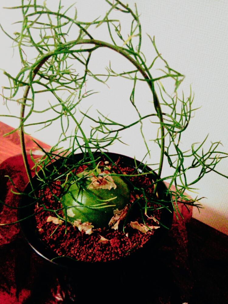 ソウカクデンの画像 by saraudonさん｜蒼角殿と初心者ですと多肉植物 (2016月1月2日)｜みどりでつながる?GreenSnap