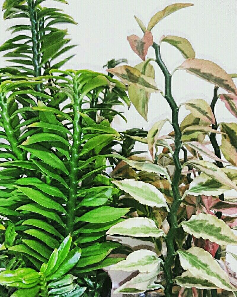 ペディランサス大銀竜の画像 by masasaさん｜ペディランサスナナコンパクタと観葉植物と珍奇植物 (2016月2月6日)｜みどりでつながる?GreenSnap