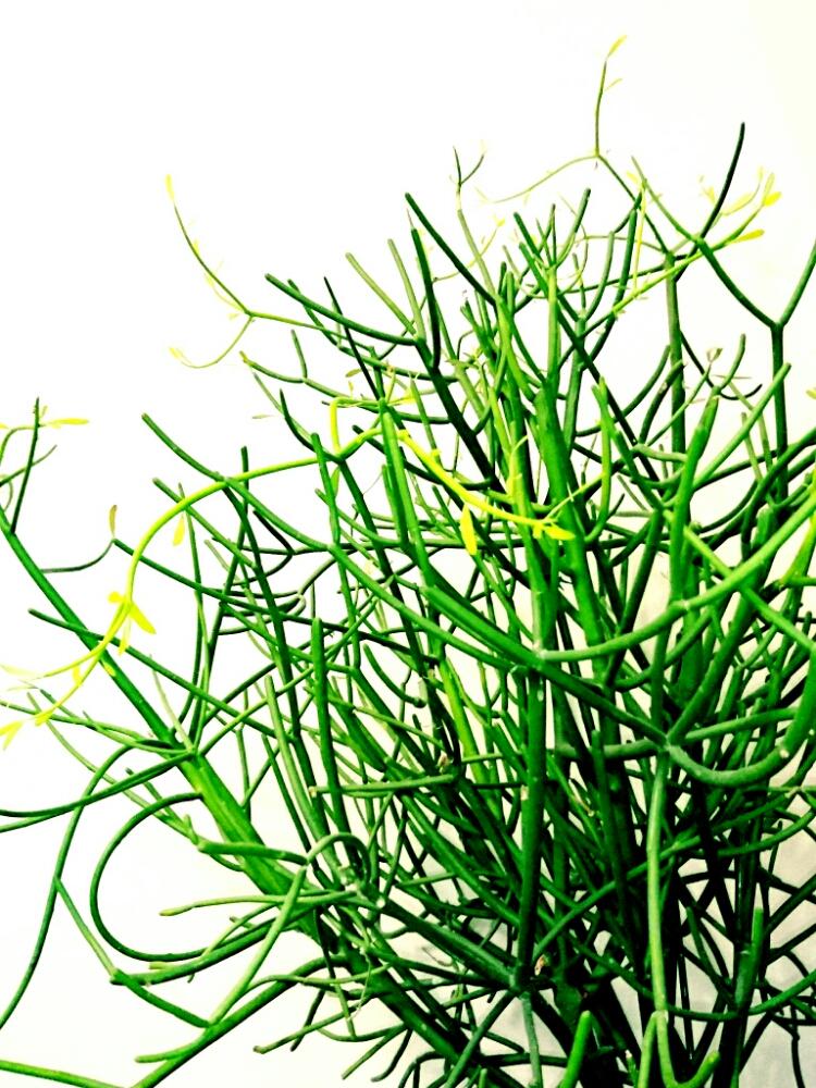 ミルクブッシュの画像 by masasaさん｜多肉植物と観葉植物と放置栽培と植中毒と珍奇植物と暴れ多肉 (2016月2月8日)｜みどりでつながる?GreenSnap