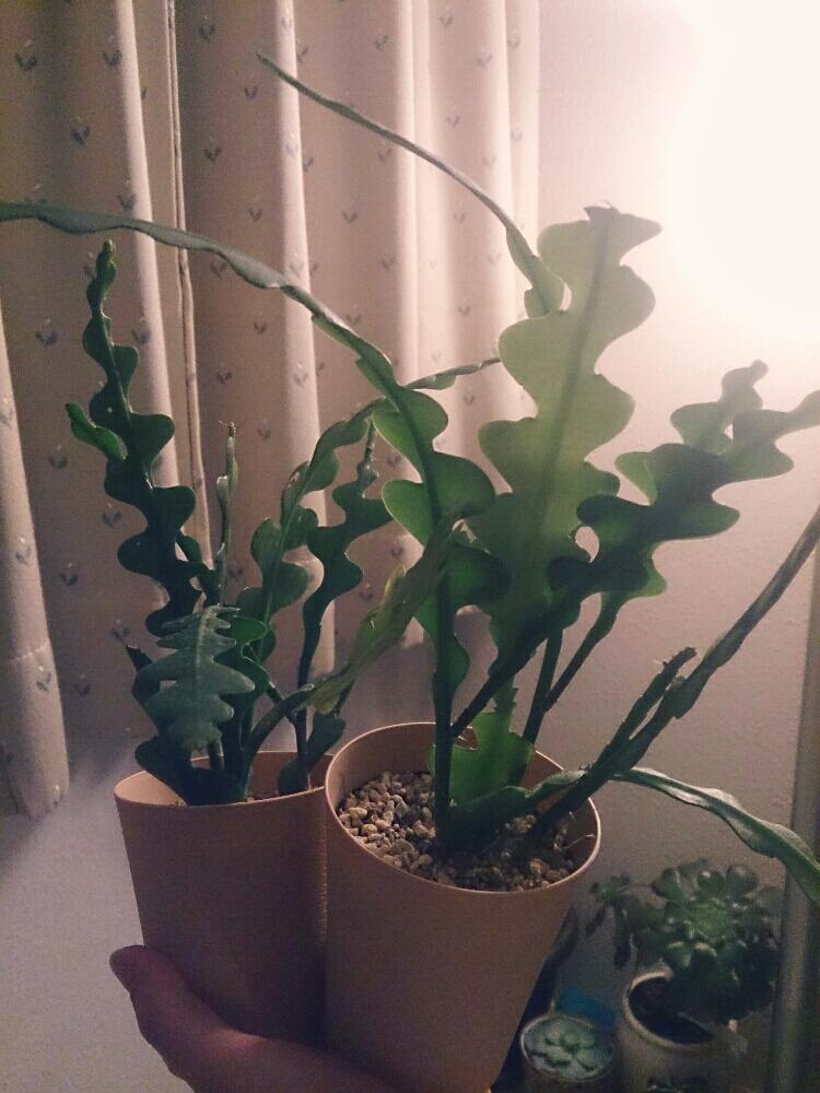 フィッシュボーンカクタスの画像 by 87meさん｜植え替え待ち (2016月2月10日)｜みどりでつながる?GreenSnap