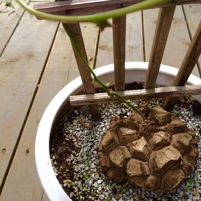 亀甲竜の画像 by kokessierさん｜ゴツゴツの子。と多肉植物 (2015月7月21日)｜みどりでつながる?GreenSnap