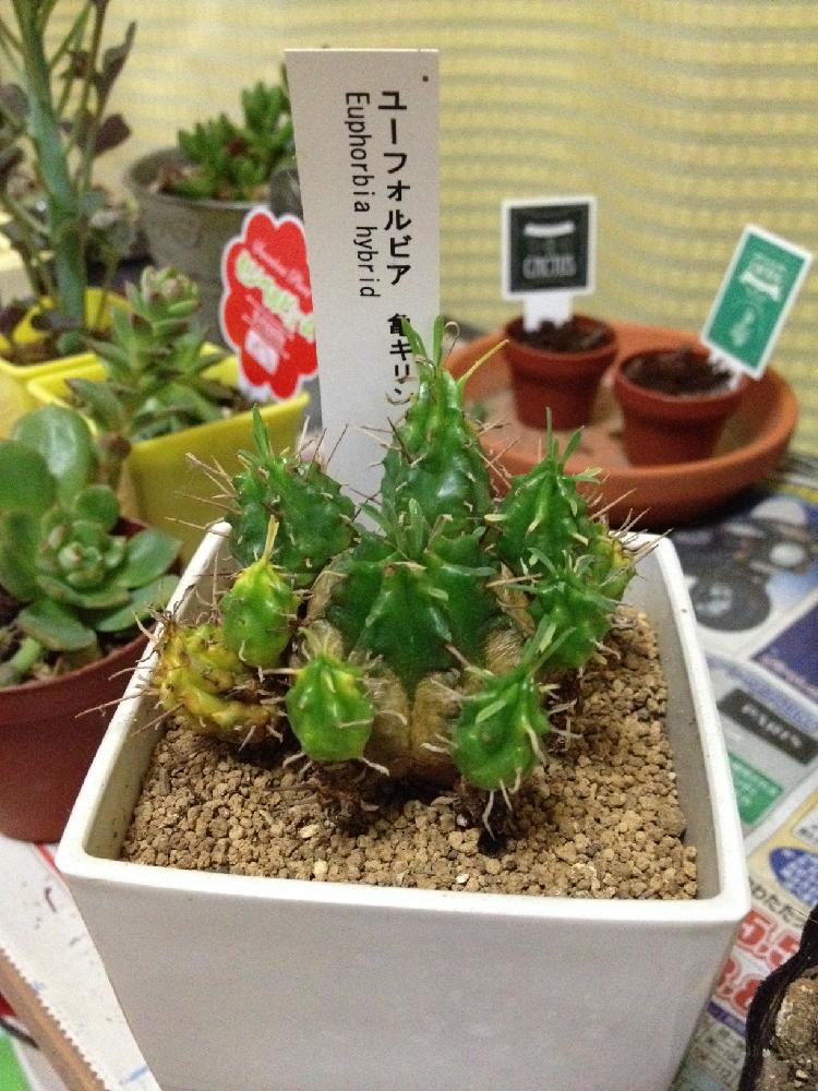 ユーフォリビア 亀キリンの画像 by Oosawa Kiyomiさん｜冬に負けない！と多肉植物 (2015月11月30日)｜みどりでつながる?GreenSnap