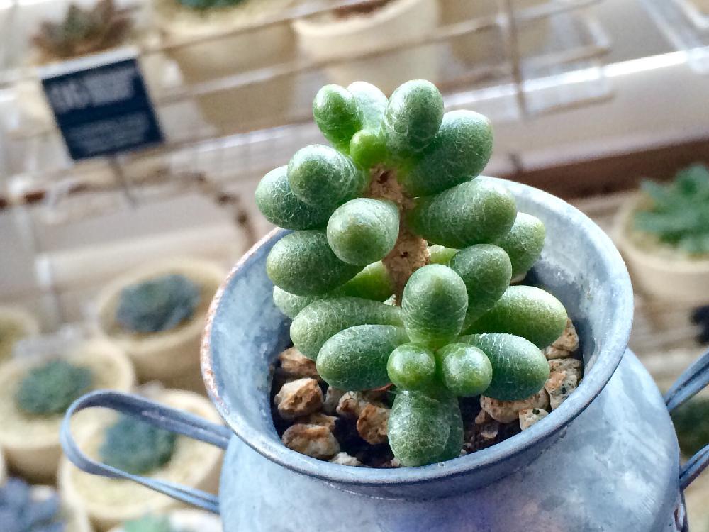 緑亀の卵の画像 by コチョコチョさん｜多肉植物 (2015月10月7日)｜みどりでつながる?GreenSnap