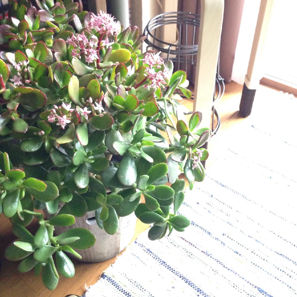 金のなる木の画像 by hittonさん