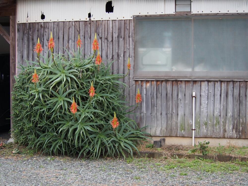 キダチアロエの画像 by うらんたんさん