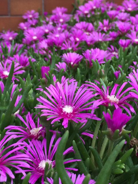 マツバギクの画像 by yukoさん