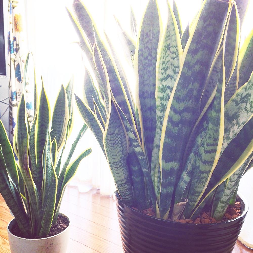 サンセべリアの画像 by まことさん