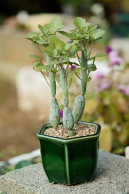 七宝樹の画像 by ekko.yさん｜多肉植物と和な鉢と多肉小鉢 (2015月10月7日)｜みどりでつながる?GreenSnap