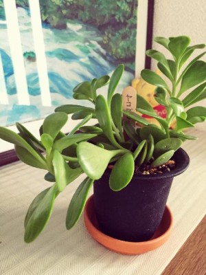 ヤコブセニーの画像 by Ｒyokoさん｜多肉植物 (2015月9月11日)｜みどりでつながる?GreenSnap