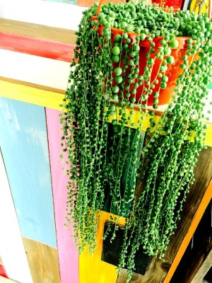 グリーンネックレスの画像 by zippy-hanaさん｜今日の一枚と多肉植物 (2016月2月27日)｜みどりでつながる?GreenSnap