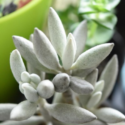 銀月の画像 by ekko.yさん｜多肉植物 (2016月2月5日)｜みどりでつながる?GreenSnap