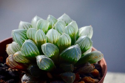 オブツーサの画像 by oyamamaさん｜ハオルチア属・ハオルシア属 (2016月4月7日)｜みどりでつながる?GreenSnap