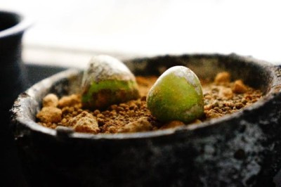 コノフィツム　ブルゲリの画像 by kemuriradioさん｜多肉植物 (2015月4月21日)｜みどりでつながる?GreenSnap