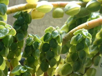 ペペロミア コルメラの画像 by meecoさん｜コルメラとペペロミア属と多肉植物 (2016月3月18日)｜みどりでつながる?GreenSnap