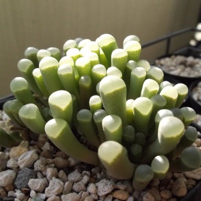 五十鈴玉の画像 by uchiさん｜多肉植物と成長記録 (2015月12月8日)｜みどりでつながる?GreenSnap