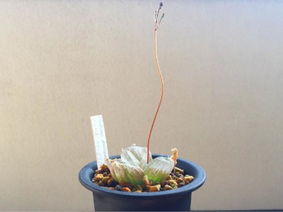 ブルビネ属　メセンブリアントイデスの画像 by kuma.さん｜メセンブリアントイデスとブルビネ属と多肉植物 (2016月3月26日)｜みどりでつながる?GreenSnap