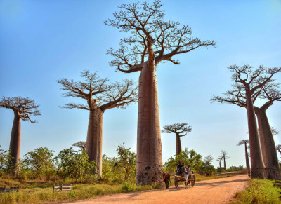 photo credit: Avenue of Baobabs, Madagascar via photopin (license)