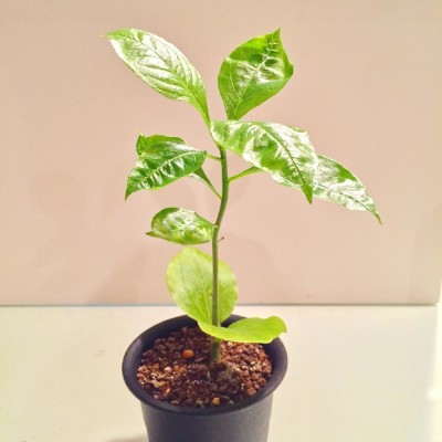 バオバブAdansonia digitataの画像 by グラウカさん｜バオバブとディギタータと観葉植物と成長記録と実生 (2015月11月4日)｜みどりでつながる?GreenSnap