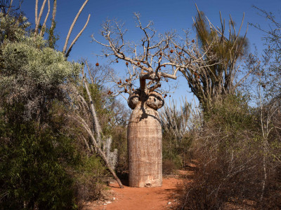 photo credit: Baobab, Spiny Forest, Madagascar via photopin (license)
