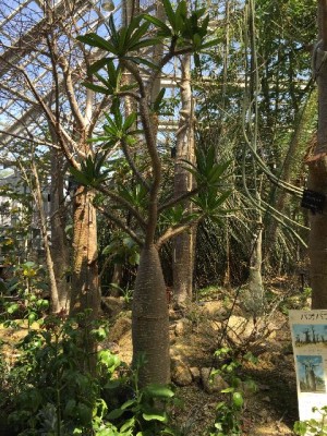 バオバブの画像 by Tenさん｜京都府立植物園と観覧温室 (2015月6月11日)｜みどりでつながる?GreenSnap