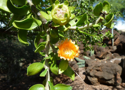 photo credit: 20140117_KapiolaniCC_Pereskia_Cutler_P1630493 via photopin (license)