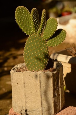 団扇サボテンの画像 by ekko.yさん｜ウチワサボテンとサボテンと自作鉢と成長記録と足の裏みたいとセメント鉢 (2015月9月30日)｜みどりでつながる?GreenSnap