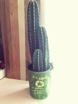 柱サボテンの画像 by ゆかさん｜多肉植物 (2016月3月27日)｜みどりでつながる?GreenSnap