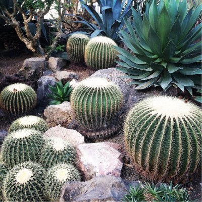 金鯱の画像 by guuxhiiさん｜ボタニカルスポットコンテストと温室 (2015月9月21日)｜みどりでつながる?GreenSnap