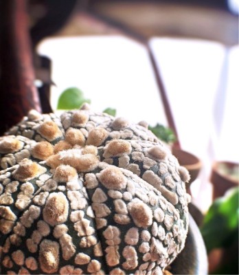 スーパー兜の画像 by taiyo-020xoさん｜多肉植物とcactusと植物とno green no lifeと植中毒とジャングル化計画と珍奇植物とジャングル化とsucculent (2016月3月1日)｜みどりでつながる?GreenSnap