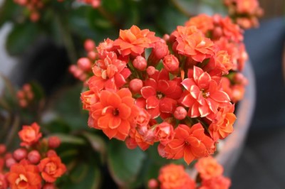 カランコエの画像 by rinaさん｜ (2016月4月1日)｜みどりでつながる?GreenSnap