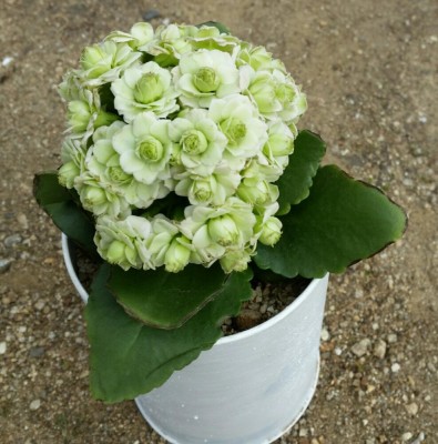 カランコエの画像 by kikiさん｜多肉植物とpic加工なしと初心者です (2016月3月29日)｜みどりでつながる?GreenSnap