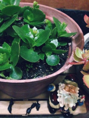 カランコエの画像 by ぐろりおさん｜今日の一枚と多肉植物 (2015月12月24日)｜みどりでつながる?GreenSnap