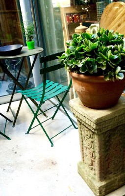 シマトネリコの画像 by kogumakumachanさん｜カランコエとガーデニングと観葉植物と多肉植物とインテリアグリーン (2015月12月1日)｜みどりでつながる?GreenSnap