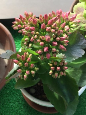 カランコエの画像 by memeさん｜ (2016月1月17日)｜みどりでつながる?GreenSnap