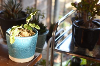 ドリミオプシス マクラータの画像 by ekko.yさん｜和風モダンコンテストと和風ティストと球根植物 (2016月1月31日)｜みどりでつながる?GreenSnap