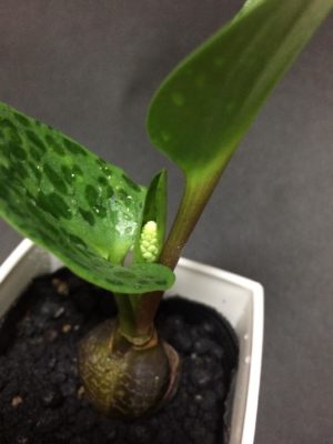 ドリミオプシス マクラータの画像 by cphzさん｜球根植物 (2016月5月3日)｜みどりでつながる?GreenSnap