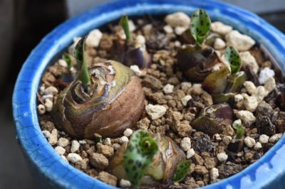 ドリミオプシス マクラータの画像 by ekko.yさん｜珍奇植物とマイ・コレクションと鉢植え (2016月5月20日)｜みどりでつながる?GreenSnap