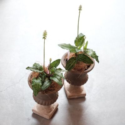 ドリミオプシス マクラータの画像 by Blumen Hutteさん｜多肉植物とボタニカルライフ (2015月4月9日)｜みどりでつながる?GreenSnap