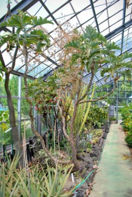 小田原フラワーガーデンさんの温室内にて