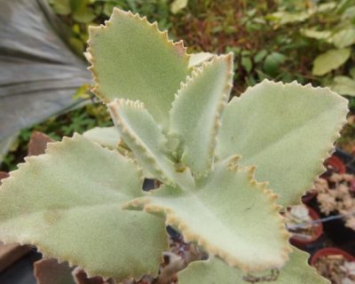 仙女の舞の画像 by Tenさん｜カランコエ属と多肉植物と成長記録とTen'sカランコエ (2015月10月14日)｜みどりでつながる?GreenSnap