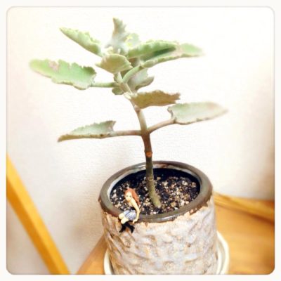 仙女の舞の画像 by LYRICALさん｜カランコエ ベハレンシス 仙女の舞と多肉植物 (2015月12月23日)｜みどりでつながる?GreenSnap