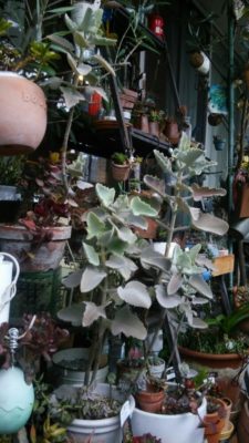 仙女の舞の画像 by ゆんくんさん｜多肉植物と長い付き合い♪と今日の一枚と多肉・サボテンコンテストとガーデニング (2016月3月7日)｜みどりでつながる?GreenSnap