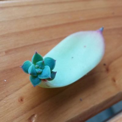 ed82749ad4a471b55b35ac05eb4e0117